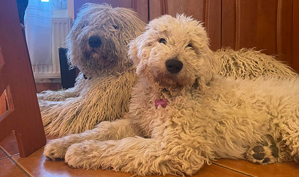 A komondor